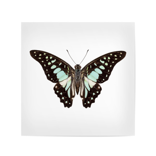 Poster 20x20 cm "Schmetterlingsart Graphium-v" artboxONE - Natur,Tiere