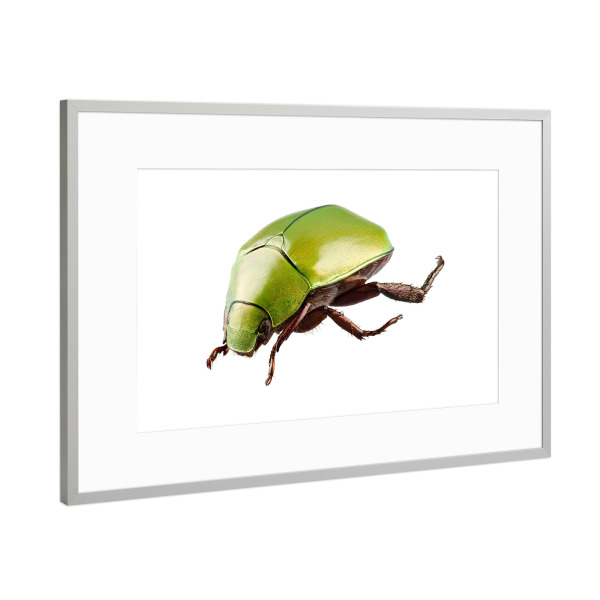 Poster mit Rahmen Silber "Green beetle species Anomala" artboxONE - Natur,Tiere