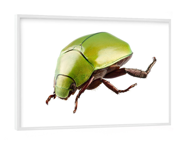 Poster mit weißem Rahmen "Green beetle species Anomala" artboxONE - Natur,Tiere