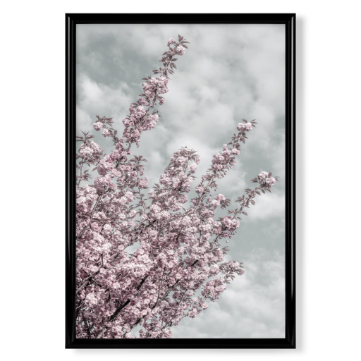 Cherry blossoms with sky view