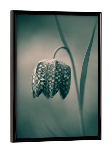 Poster mit schwarzem Rahmen "Kiebitzei" artboxONE - Natur,Floral