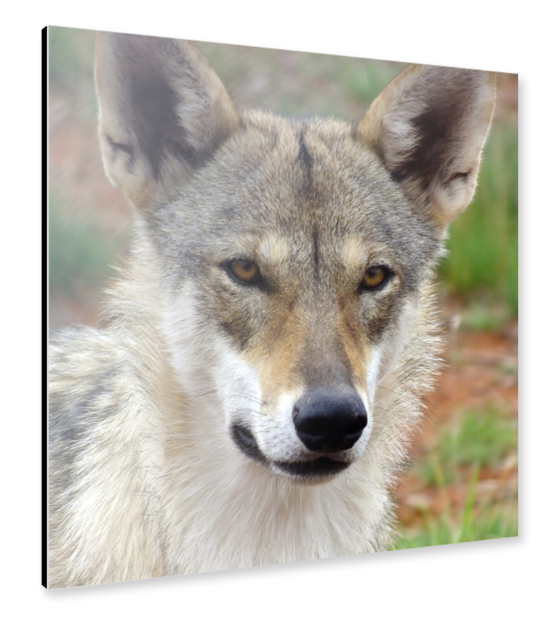 Alu-Dibond "Europäischer Wolf" 30x30 cm artboxONE