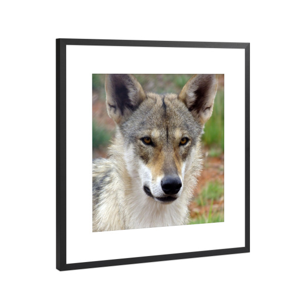 Poster mit Rahmen Schwarz (Metallic) "Europäischer Wolf" artboxONE - Natur,Tiere