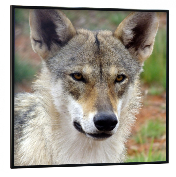 Poster mit schwarzem Rahmen 30x30 cm "Europäischer Wolf" artboxONE - Natur,Tiere