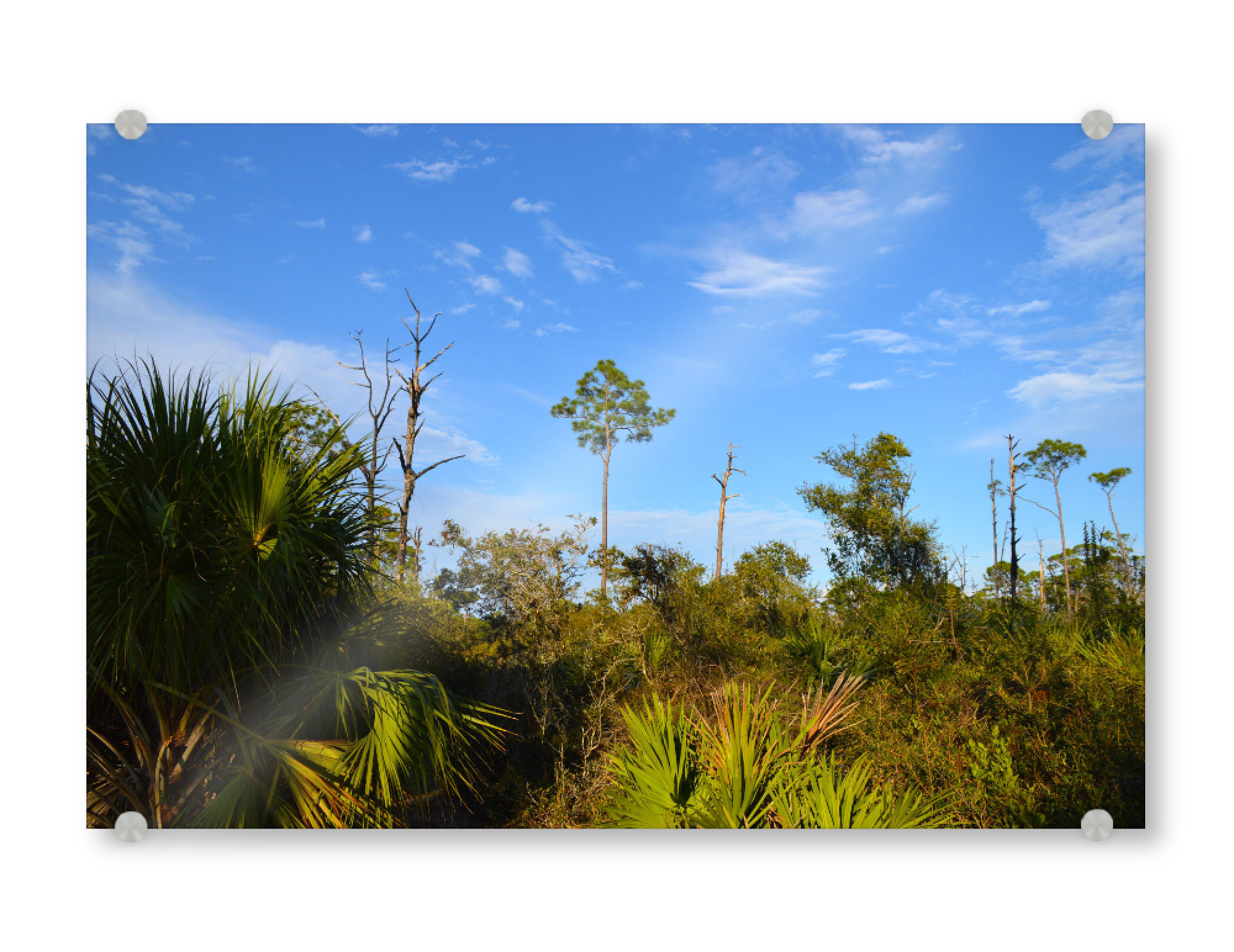 Acrylglasbild "Landschaft in Florida" artboxONE - Natur,Reise,Reise / Länder