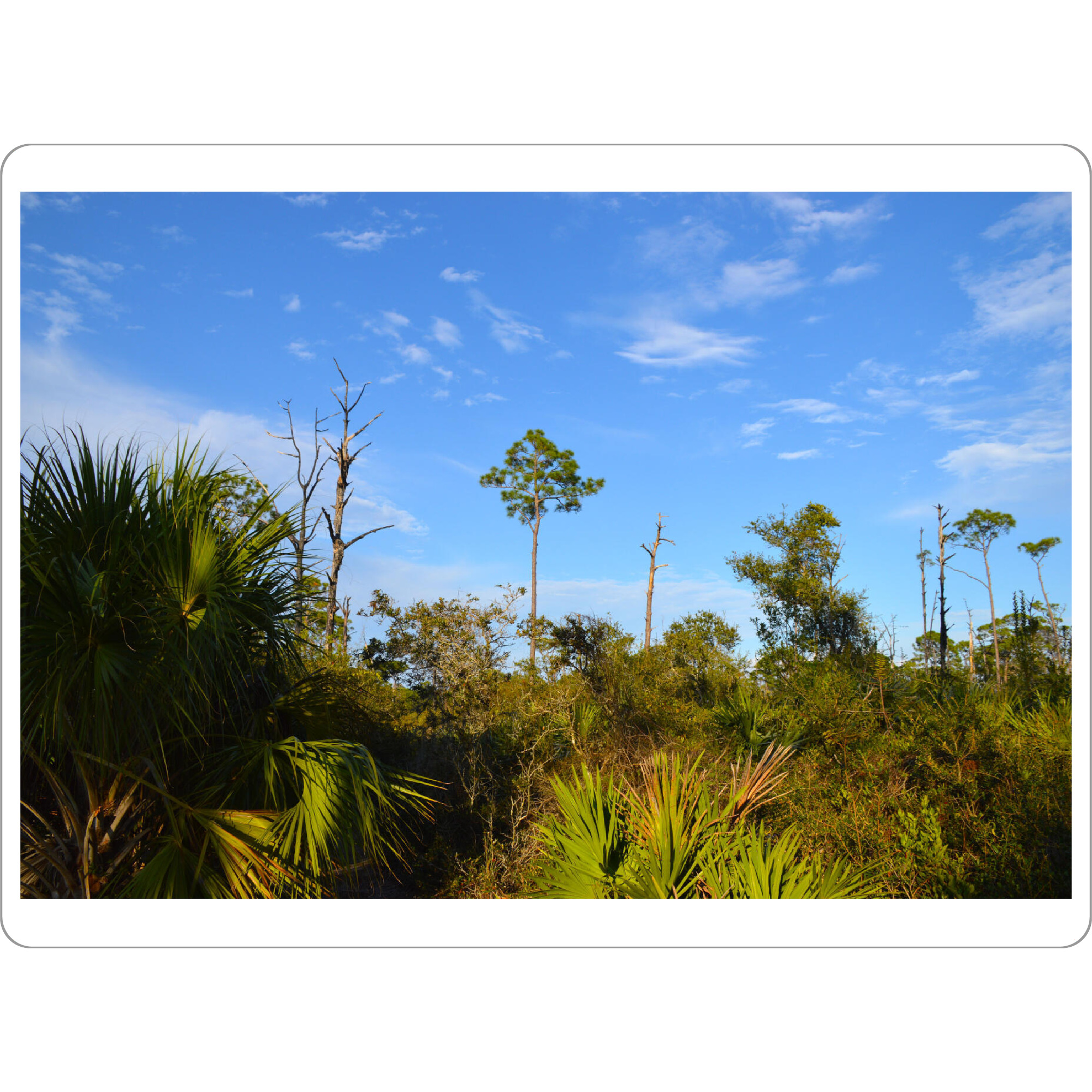 Tischset "Landschaft in Florida" artboxONE - Natur,Reise,Reise / Länder