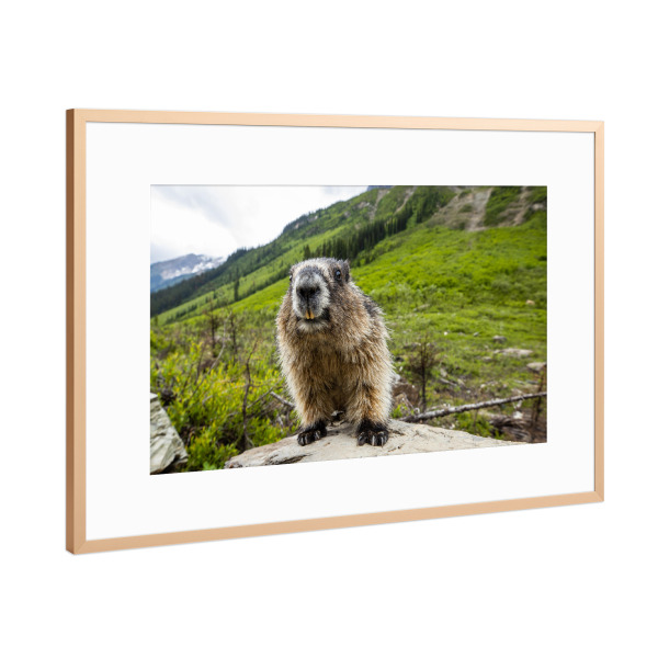 Poster mit Rahmen Kupfer "Murmeltier" artboxONE - Natur,Tiere - Murmeltier,Nagetier,Rocky mountains,Kanada,Säugetier,Marmota flaviventris,Tier