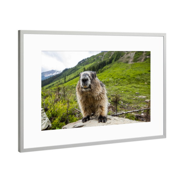 Poster mit Rahmen Silber "Murmeltier" artboxONE - Natur,Tiere - Murmeltier,Nagetier,Rocky mountains,Kanada,Säugetier,Marmota flaviventris,Tier