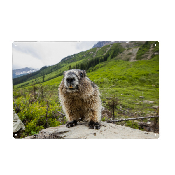 Metall Poster "Murmeltier" artboxONE - Natur,Tiere - Murmeltier,Nagetier,Rocky mountains,Kanada,Säugetier,Marmota flaviventris,Tier - Blechschild