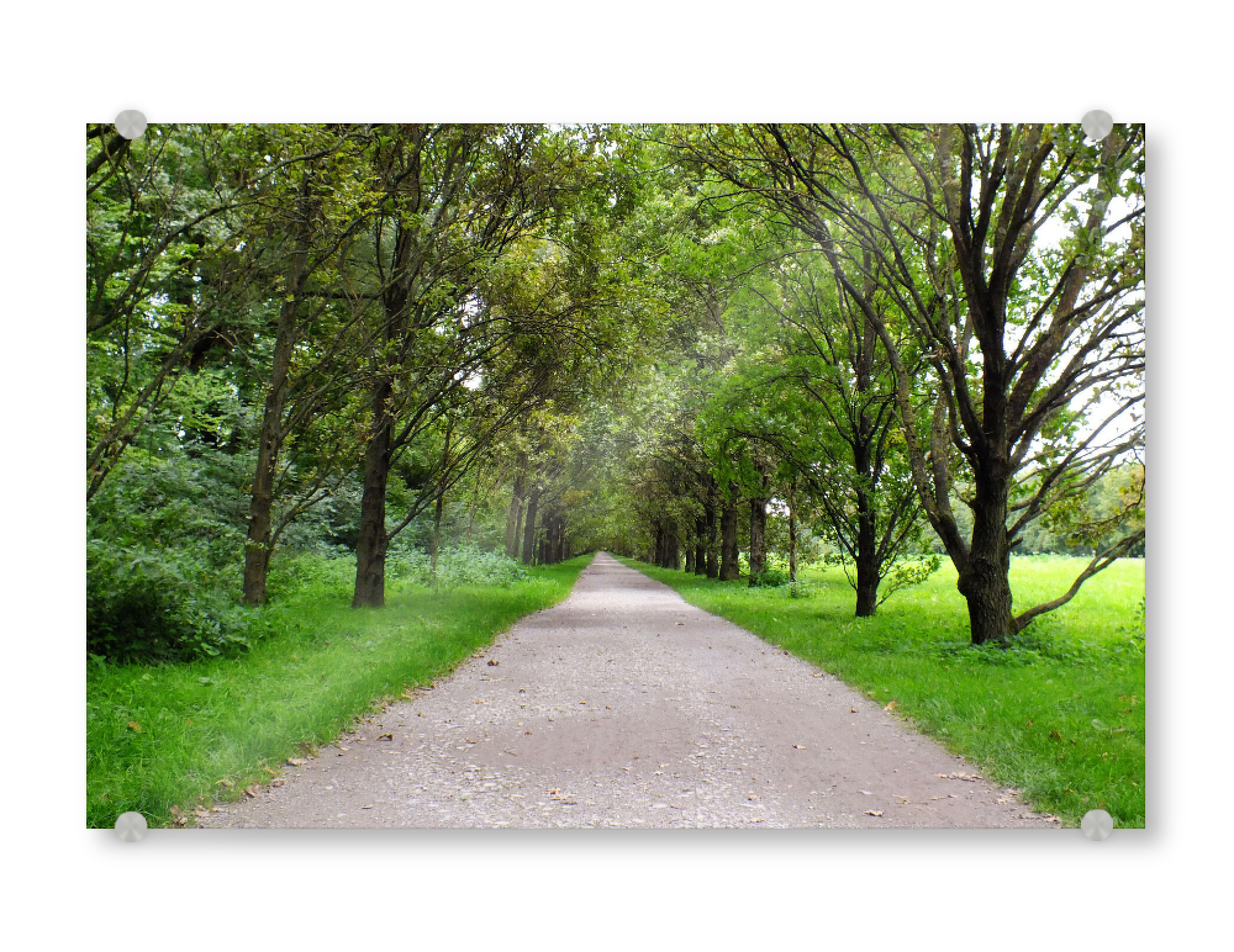 Acrylglasbild "Eine Allee in Deutschland" artboxONE - Natur,Reise,Reise / Länder