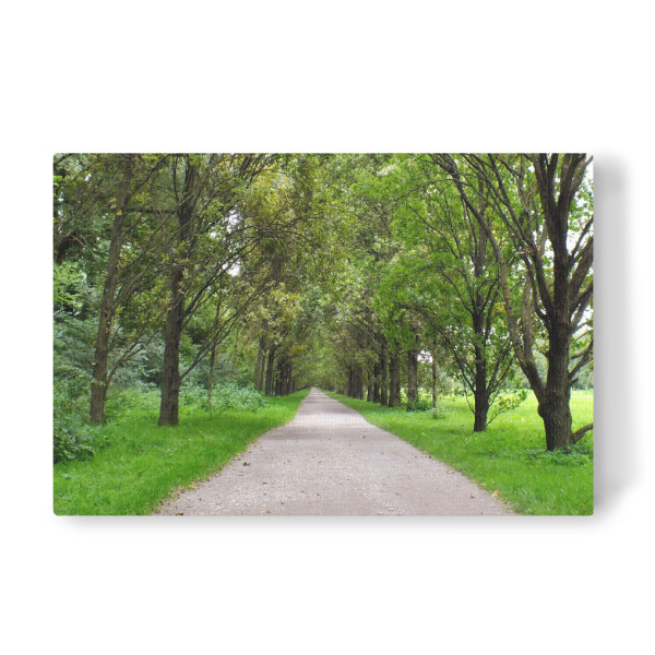 Leinwandbild "Eine Allee in Deutschland" artboxONE - Natur,Reise,Reise / Länder