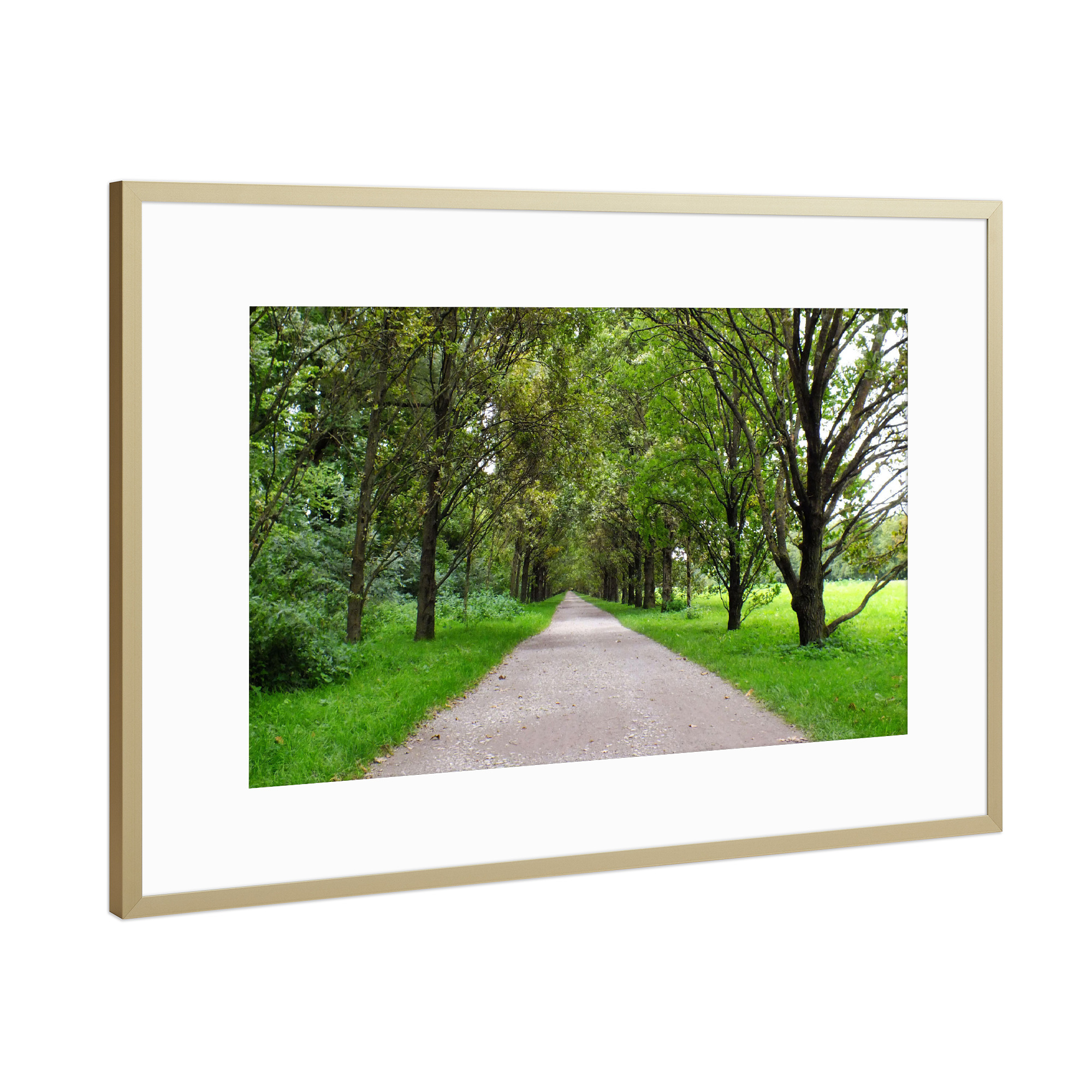Poster mit Rahmen Gold "Eine Allee in Deutschland" artboxONE - Natur,Reise,Reise / Länder