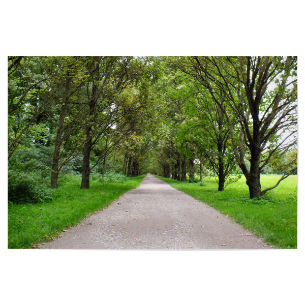 Poster "Eine Allee in Deutschland" artboxONE - Natur,Reise,Reise / Länder