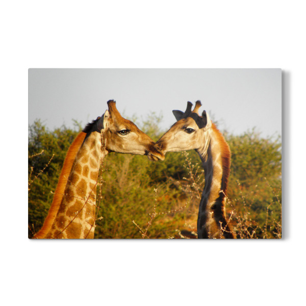 Galerie-Print "Giraffen - Der Kuss" 30x20 cm artboxONE