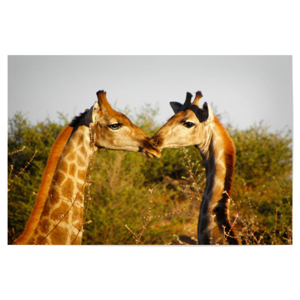 Poster "Giraffen - Der Kuss" artboxONE - Natur,Reise,Für Kinder,Tiere,Reise / Afrika