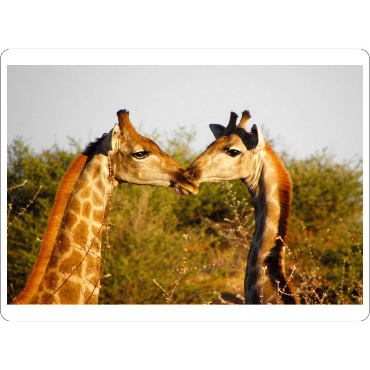 Tischset "Giraffen - Der Kuss" artboxONE - Natur,Reise,Für Kinder,Tiere,Reise / Afrika