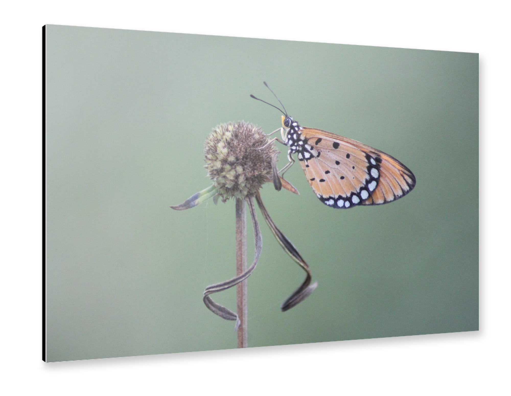 Alu-Dibond "Städtischer Custer-Schmetterling" 30x20 cm artboxONE
