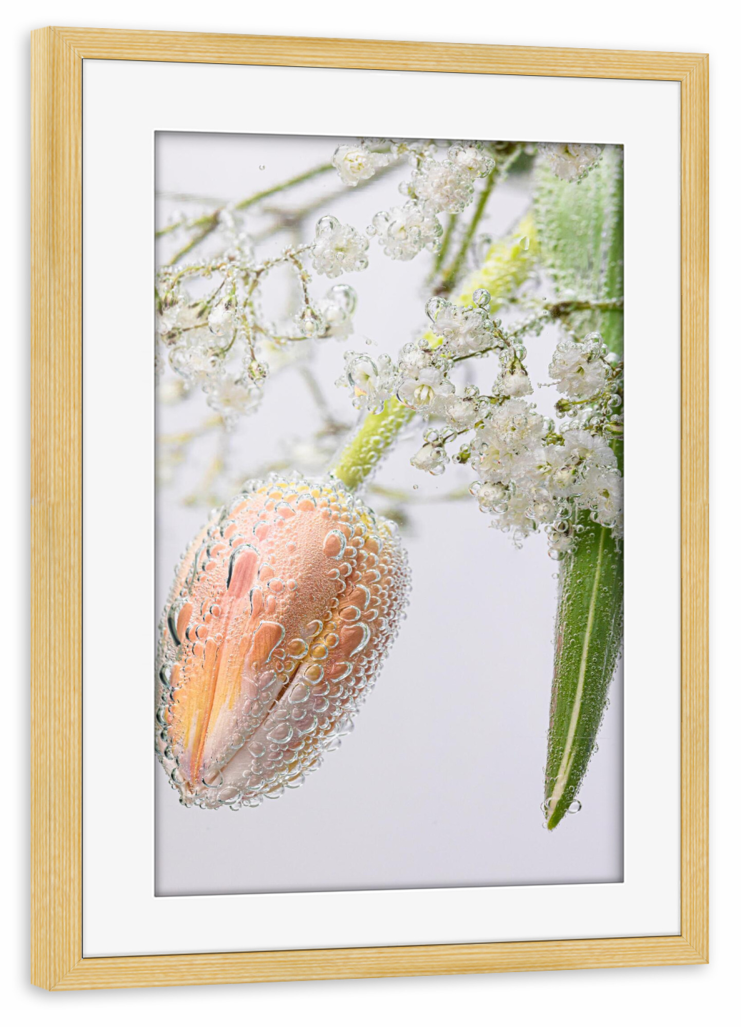 Poster mit Rahmen kiefer "Tulpe Schleierkaut und Wasser" artboxONE - Floral