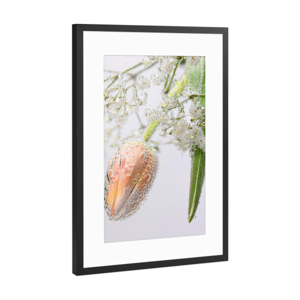 Poster mit Rahmen Schwarz (Metallic) "Tulpe Schleierkaut und Wasser" artboxONE - Floral