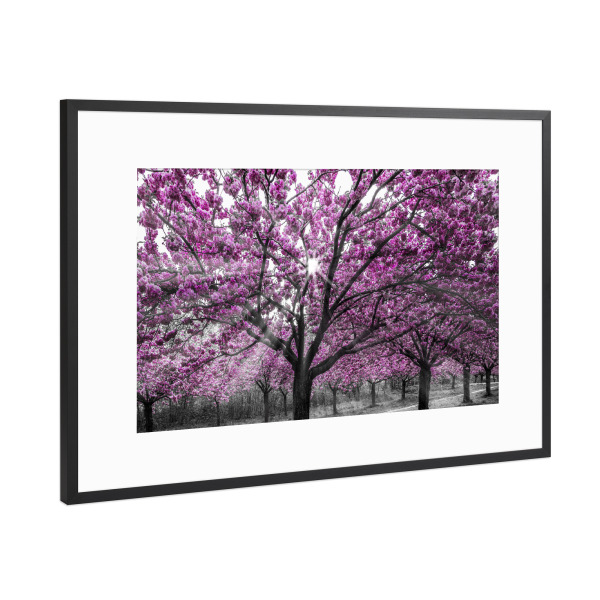 Poster mit Rahmen Schwarz (Metallic) "Kirschblüten mit Sonnenstrahlen" artboxONE - Natur