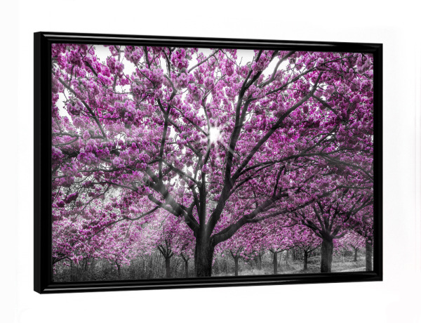 Poster mit schwarzem Rahmen "Kirschblüten mit Sonnenstrahlen" artboxONE - Natur