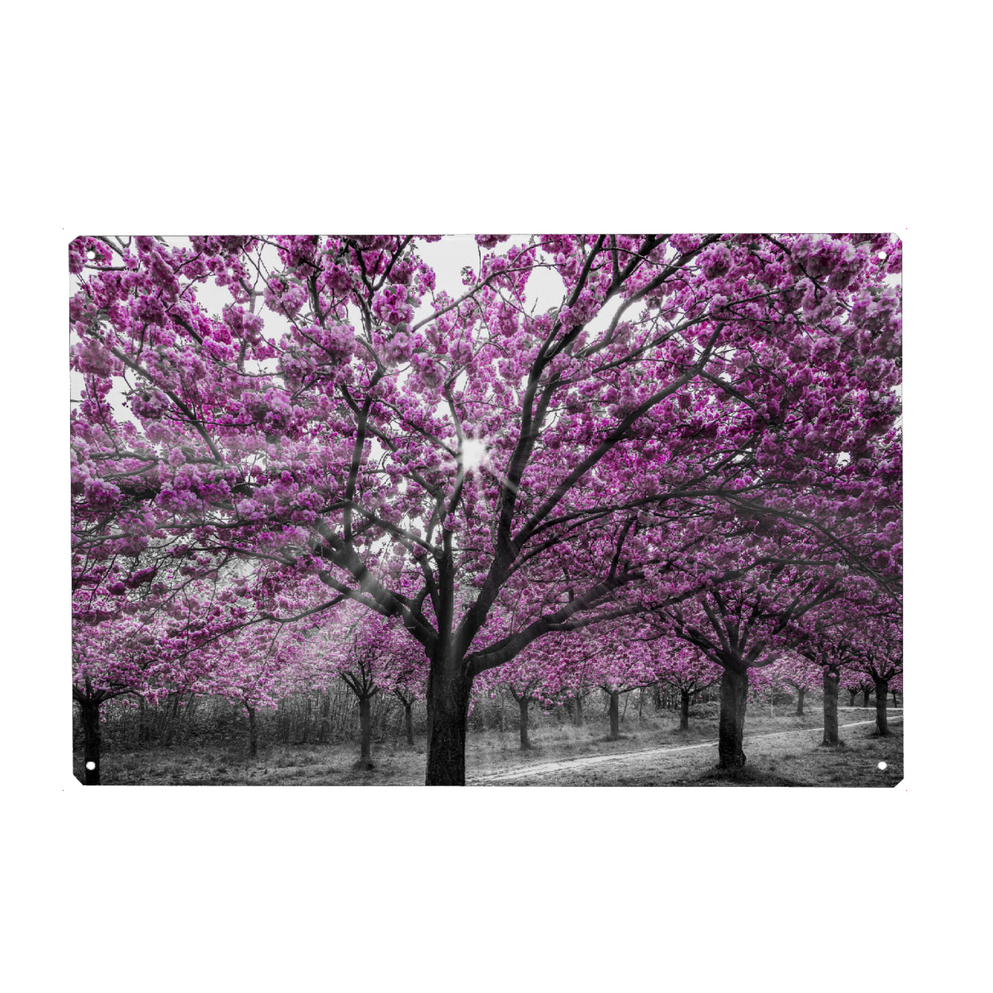 Holzbild "Kirschblüten mit Sonnenstrahlen" artboxONE - Natur