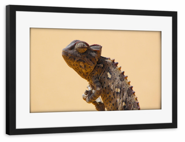Poster mit Rahmen schwarz "Ein Damarachamäleon in Afrika" artboxONE - Natur,Tiere,Reise / Afrika