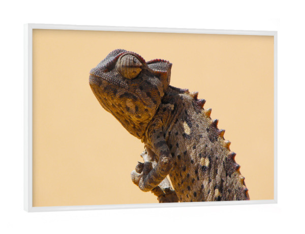 Poster mit weißem Rahmen "Ein Damarachamäleon in Afrika" artboxONE - Natur,Tiere,Reise / Afrika