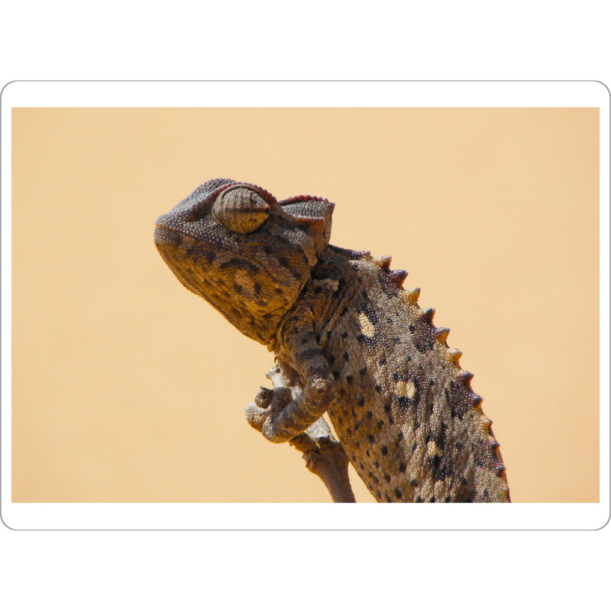 Tischset "Ein Damarachamäleon in Afrika" artboxONE - Natur,Tiere,Reise / Afrika