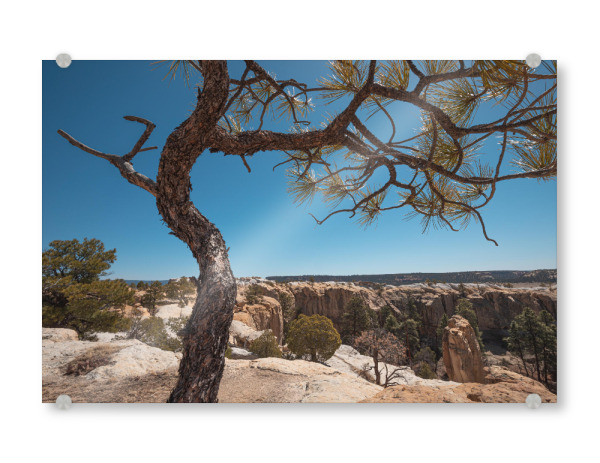 Acrylglasbild "USA Pine Tree" artboxONE - Natur,Reise