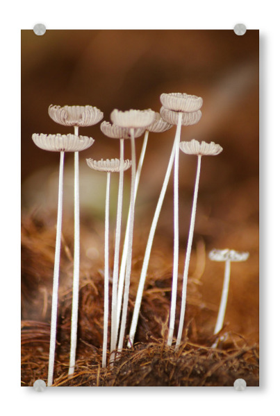 Acrylglasbild "Mushroom" artboxONE - Natur,Floral - Natur,Fotografiert,Im freien,Flora,Pilz