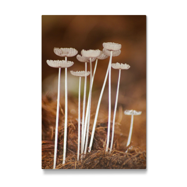 Galerie-Print "Mushroom" 30x20 cm artboxONE