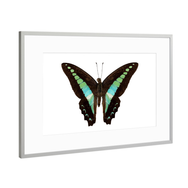 Poster mit Rahmen Silber "Schmetterlingsart Graphium" artboxONE - Natur,Tiere