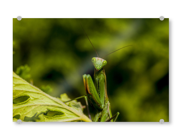 Acrylglasbild "Warte auf Beute" artboxONE - Natur,Tiere - Gottesanbeterin,Grün,Jagen,Insekt