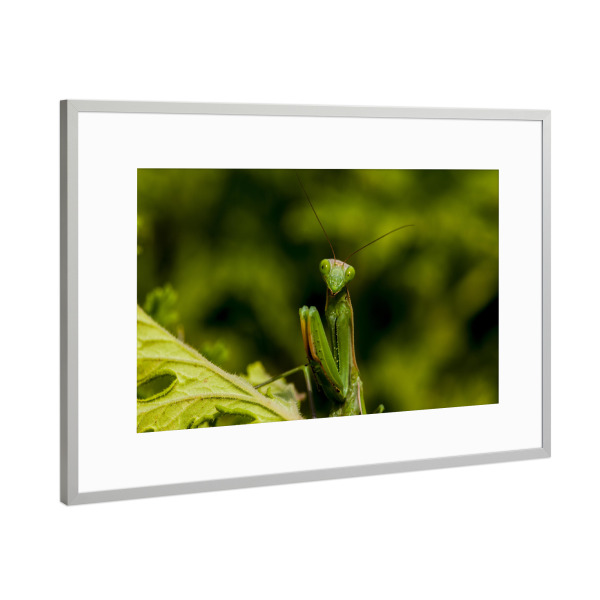 Poster mit Rahmen Silber "Warte auf Beute" artboxONE - Natur,Tiere - Gottesanbeterin,Grün,Jagen,Insekt