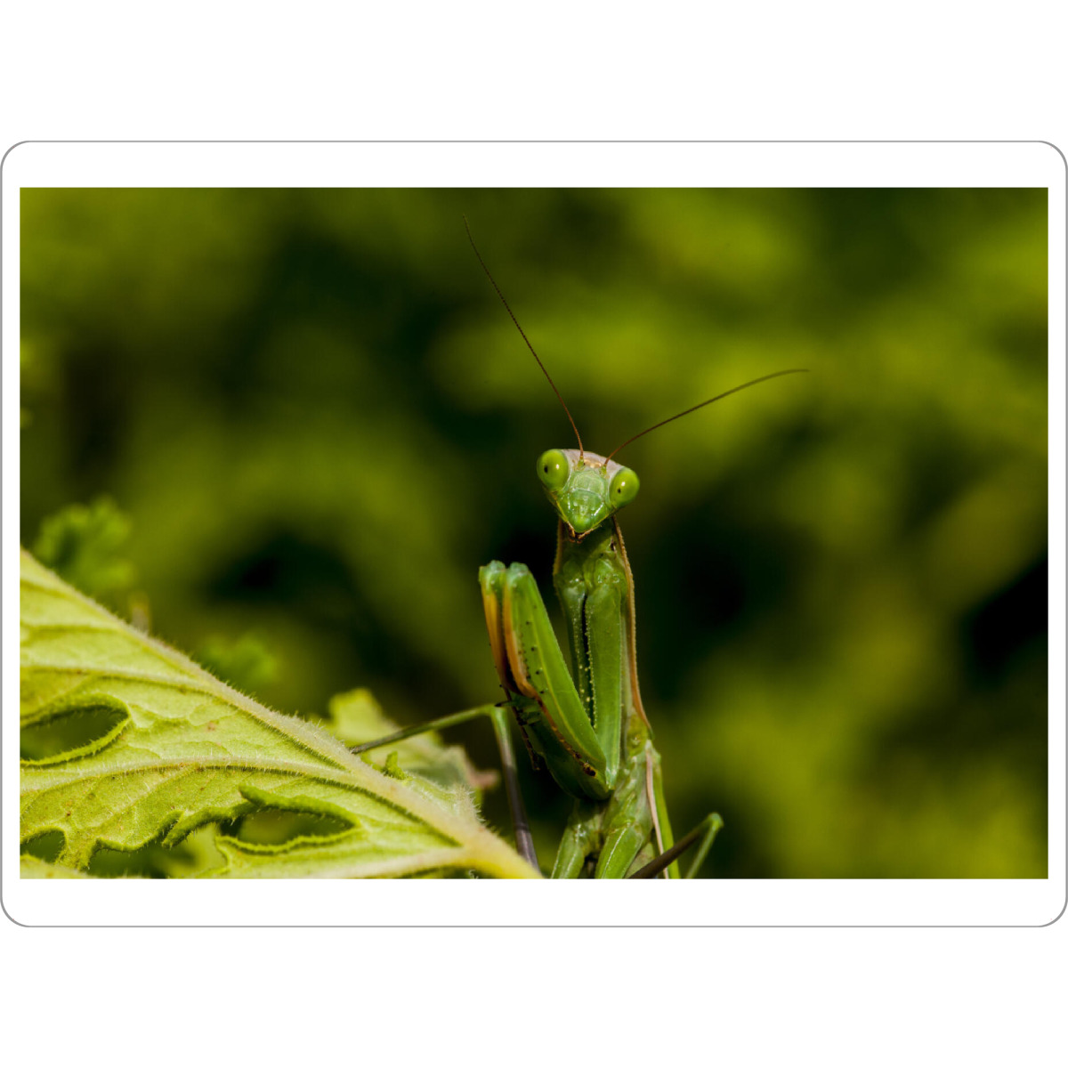 Tischset "Warte auf Beute" artboxONE - Natur,Tiere - Gottesanbeterin,Grün,Jagen,Insekt - Bild gottesanbeterin