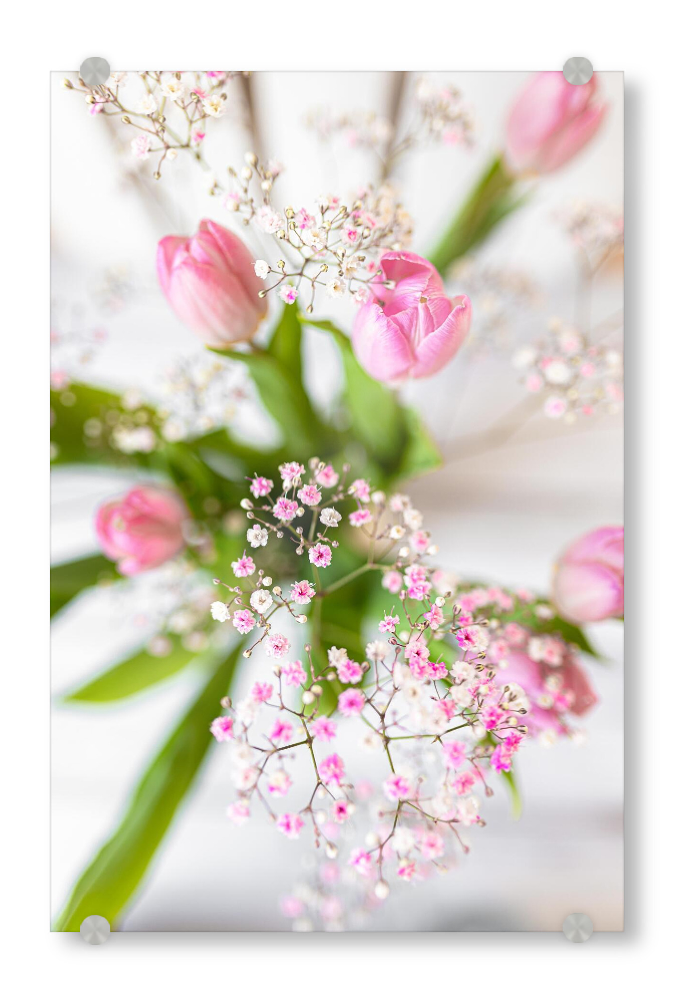 Acrylglasbild "Frühling - Tulpen" artboxONE - Natur,Floral - Blumen,Weiß,Tulpen,Schleierkraut,Frühling,High key,Shabby