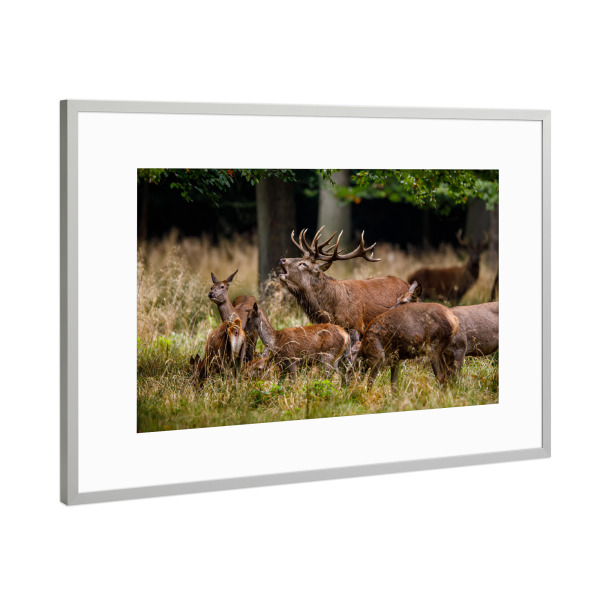 Poster mit Rahmen Silber "Hirschrudel" artboxONE - Natur,Tiere - Hirsch,Brunft,Hirschbrunft,Rotwild,Wald,Wildtier,Wildlife