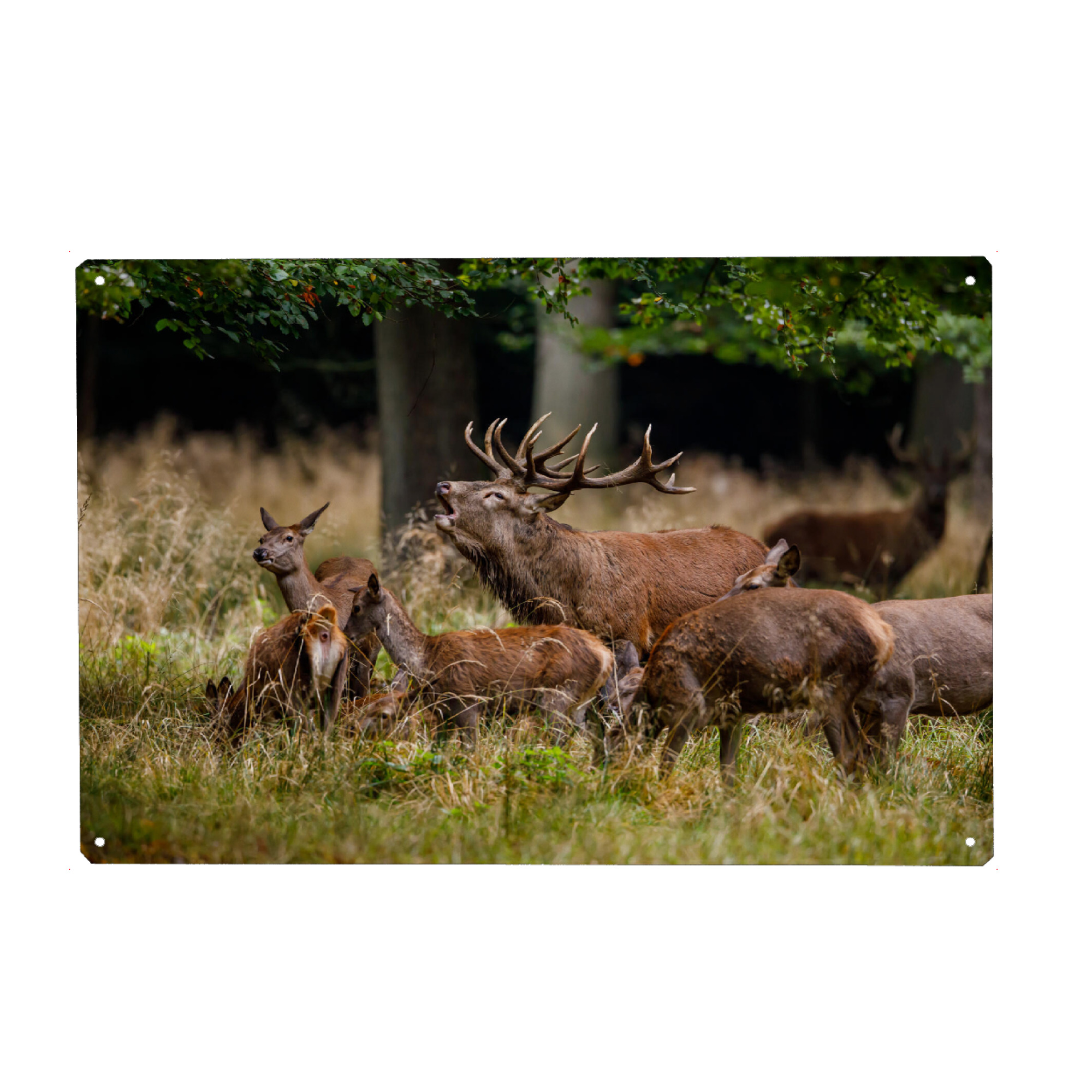 Metall Poster "Hirschrudel" artboxONE - Natur,Tiere - Hirsch,Brunft,Hirschbrunft,Rotwild,Wald,Wildtier,Wildlife - Blechschild