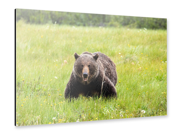 Alu-Dibond "Mächtiger Grizzly" 30x20 cm artboxONE