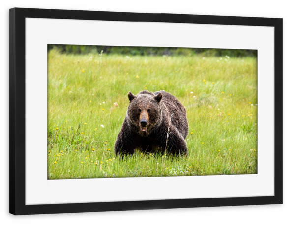 Poster mit Rahmen schwarz "Mächtiger Grizzly" artboxONE - Natur,Tiere - Grizzley,Bär,Braunbär,Gizzlybär,Kanada,Wildlife,Säugetier,Bären,Natur