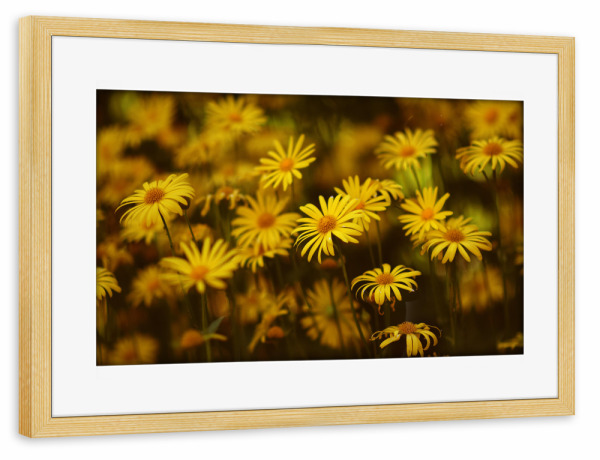 Poster mit Rahmen kiefer "Gelbe Margeriten" artboxONE - Natur,Floral