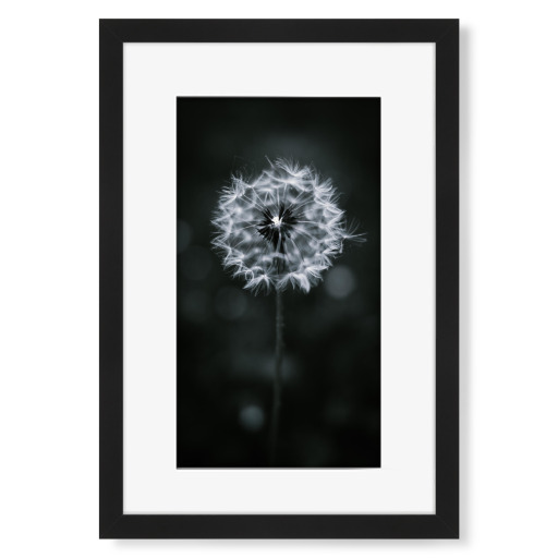 Pusteblume in schwarz und weiß