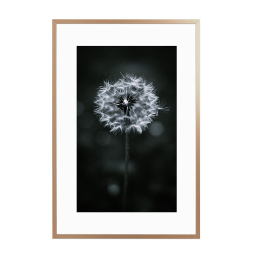Pusteblume in schwarz und weiß