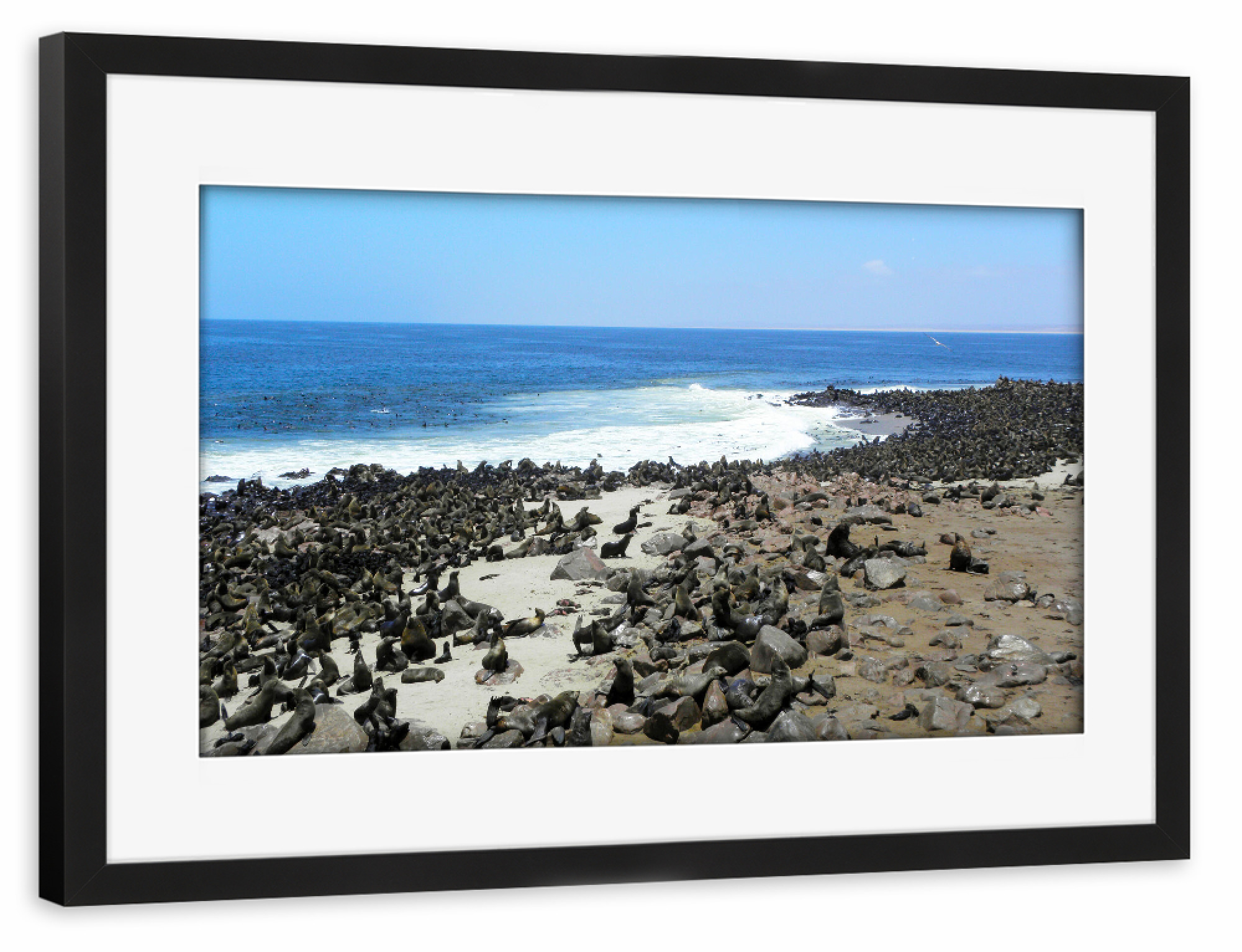 Poster mit Rahmen schwarz "The Cape Cross Seal Colony" artboxONE - Natur,Reise,Reise / Strand und Meer,Reise / Afrika,Reise / Länder