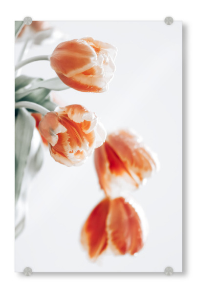 Acrylglasbild "Tulpe" artboxONE - Floral