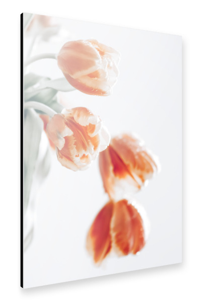 Alu-Dibond "Tulpe" 30x20 cm artboxONE