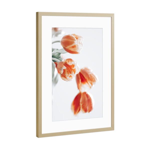 Poster mit Rahmen Gold "Tulpe" artboxONE - Floral