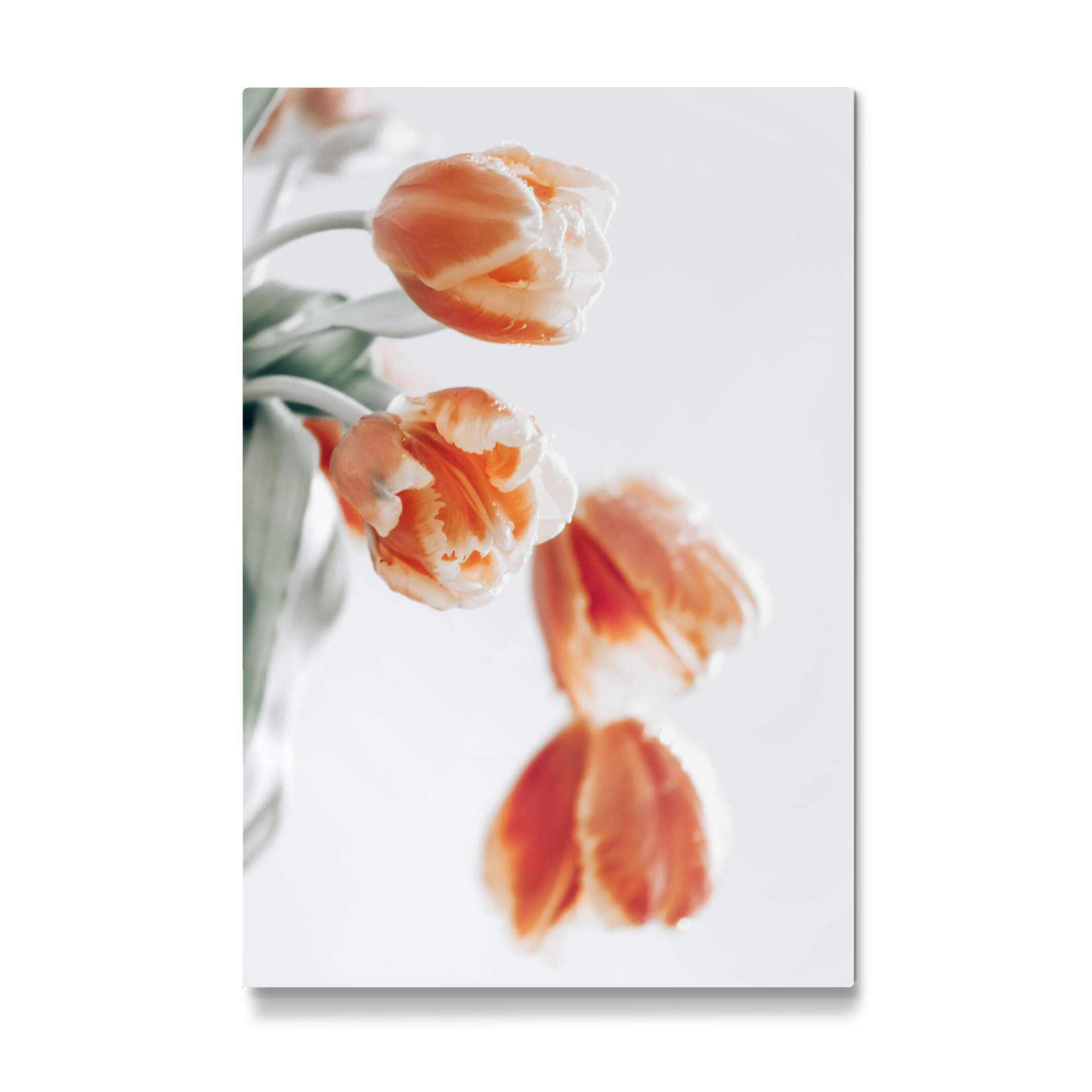 Galerie-Print "Tulpe" 75x50 cm artboxONE