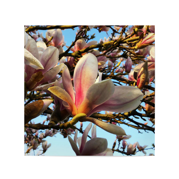 Poster 20x20 cm "Wunderschöne Magnolienblüte" artboxONE - Natur,Reise,Floral,Für Mama